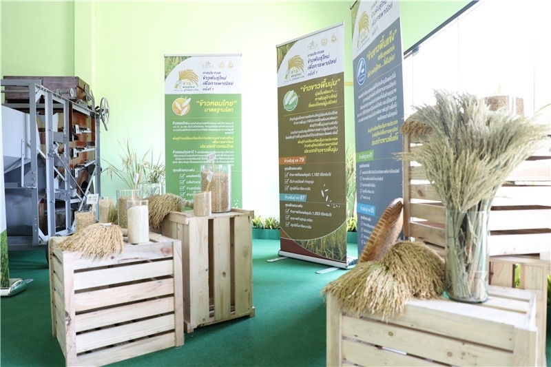 圖為泰國農(nóng)業(yè)與合作社部培育的優(yōu)質(zhì)稻種。泰國商務(wù)部供圖