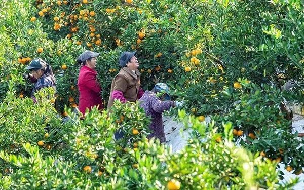 農(nóng)戶在果園中采摘果實。湖南省石門縣融媒體中心 唐亞翔攝