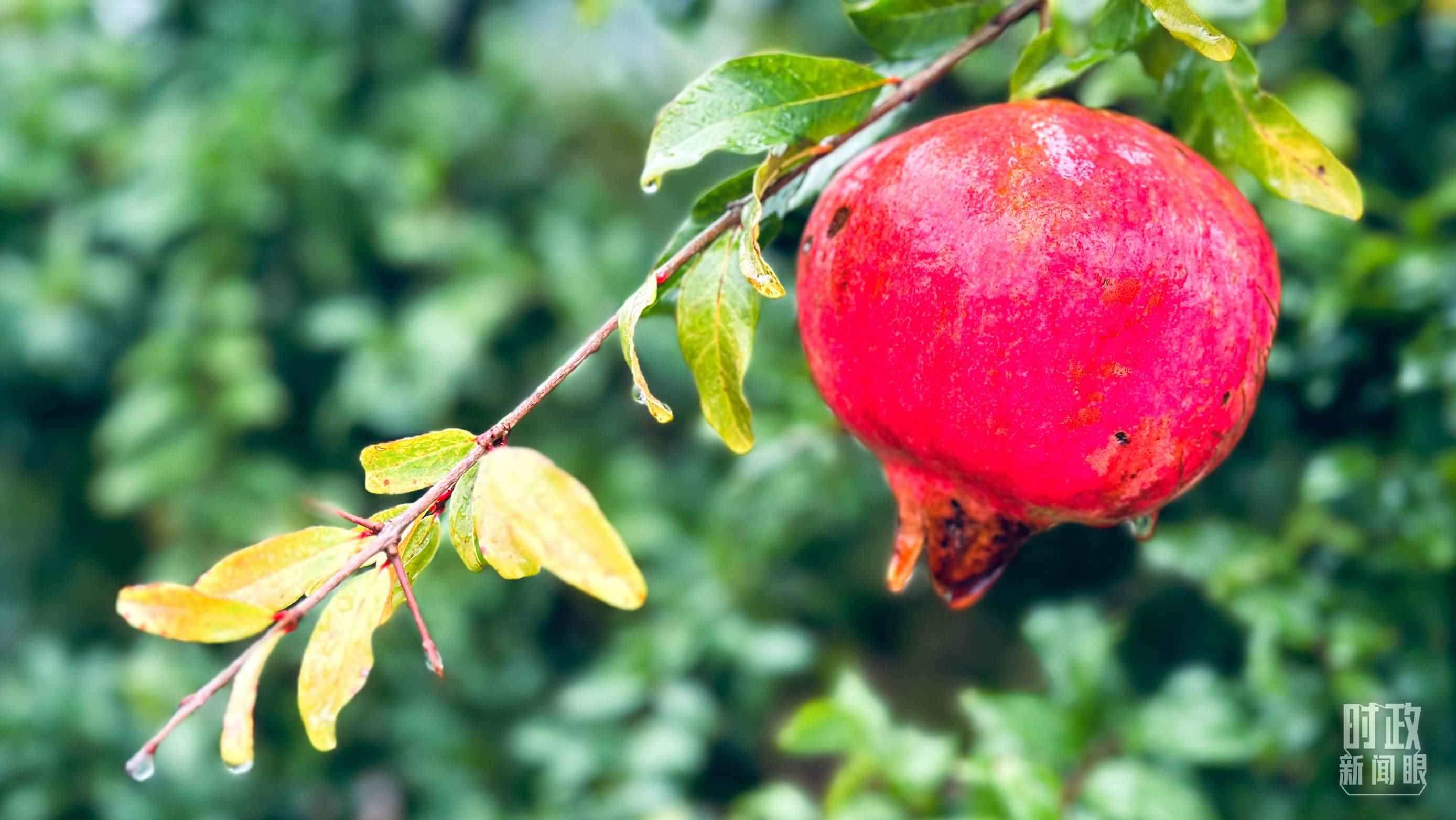 △山東省棗莊市冠世榴園，石榴紅了。（總臺央視記者范一鳴拍攝）