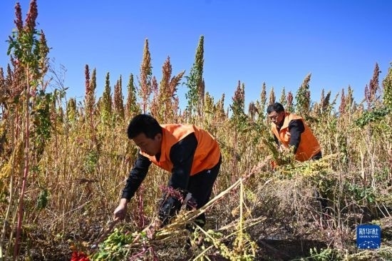 9月28日，農(nóng)民參加內(nèi)蒙古武川縣首屆藜麥開鐮節(jié)割藜麥比賽。