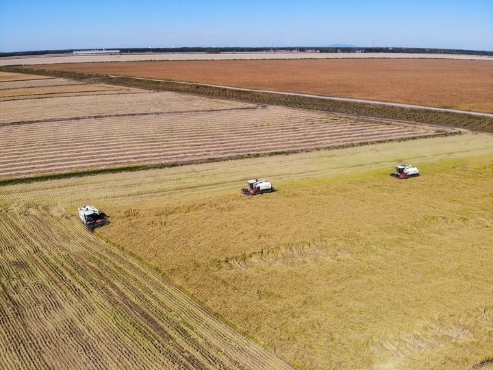 這是在位于黑龍江雙鴨山市友誼縣的北大荒農(nóng)業(yè)股份有限公司友誼分公司一地塊拍攝的水稻收獲現(xiàn)場(chǎng)（2023年9月21日攝，無(wú)人機(jī)照片）。新華社記者 王松 攝