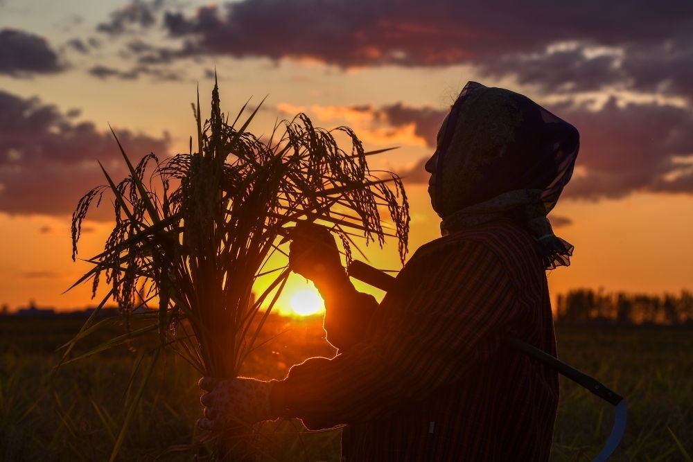 農(nóng)民在吉林省吉林市永吉縣萬(wàn)昌鎮(zhèn)花家村收割水稻（2023年9月12日攝）。新華社記者 張楠 攝
