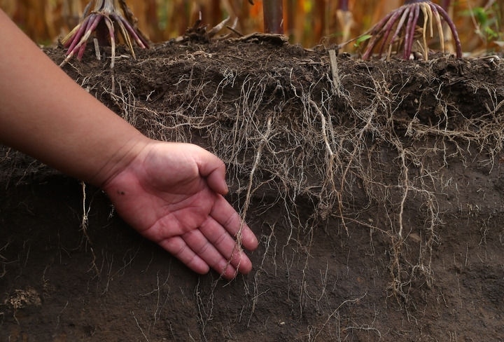 在遼寧省鐵嶺縣蔡牛鎮(zhèn)，張莊玉米合作社的農(nóng)民向外地農(nóng)民介紹黑土地保護(hù)和玉米秸稈還田情況（2023年9月26日攝）。新華社記者 楊青 攝