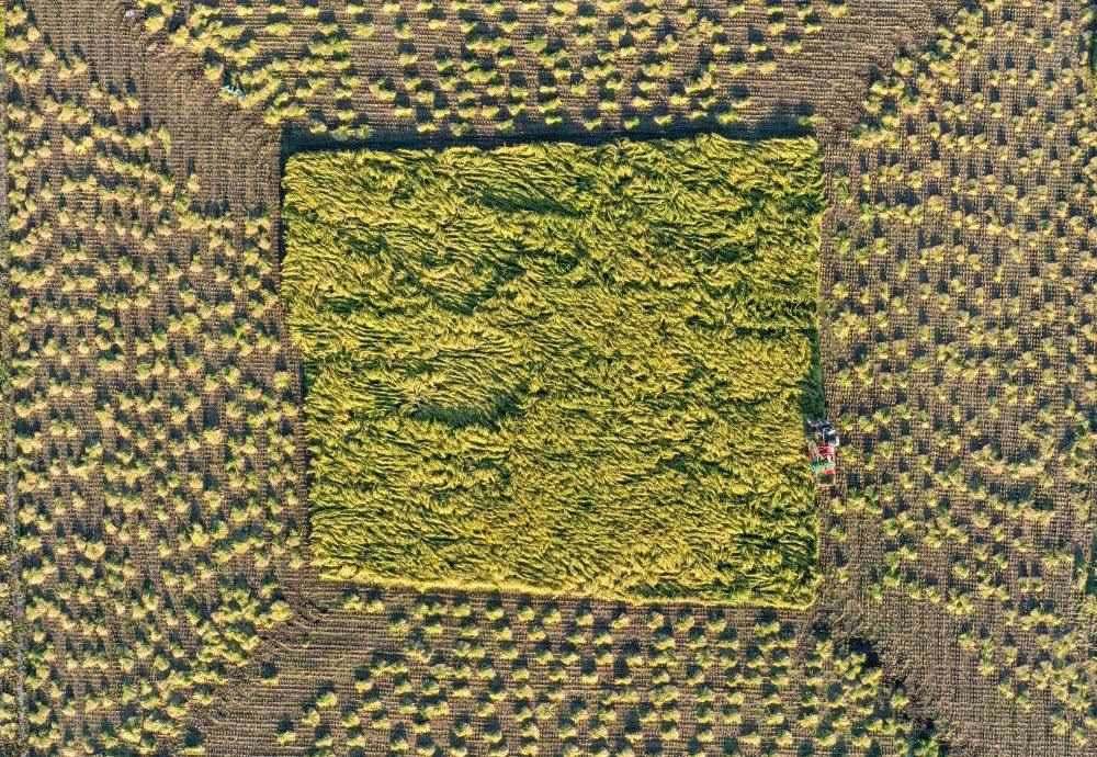 在吉林省舒蘭市平安鎮(zhèn)金星村，農(nóng)民駕駛農(nóng)機(jī)收割水稻（2023年9月21日攝，無(wú)人機(jī)照片）。新華社記者 張楠 攝