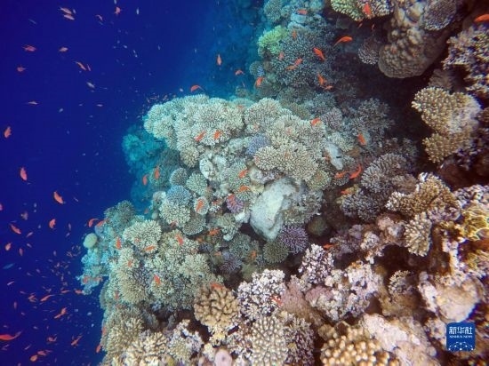  這是10月2日在埃及西奈半島達哈布藍洞內(nèi)拍攝的珊瑚和魚類。新華社記者 隋先凱 攝