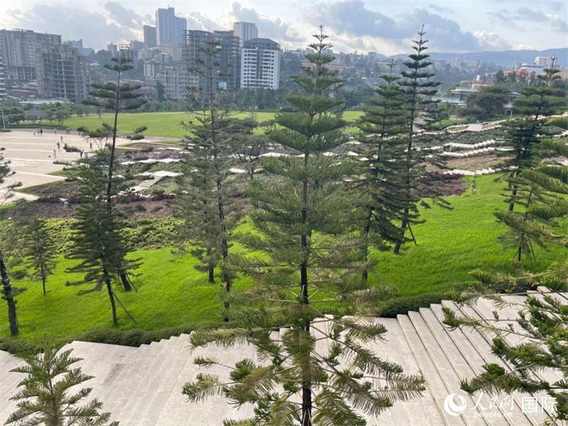 亞的斯亞貝巴友誼廣場(chǎng)的南洋杉。人民網(wǎng)記者 趙艷紅攝