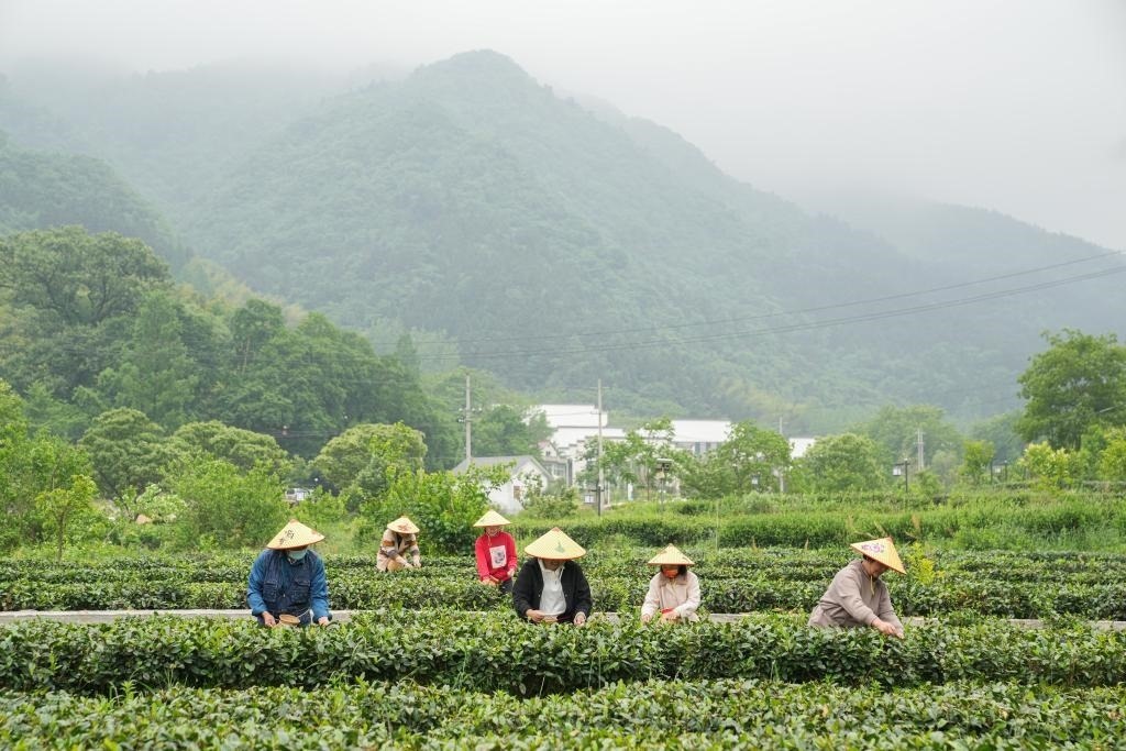 2022年5月11日，村民在大灣村生態(tài)茶園內(nèi)采摘茶葉。新華社記者杜宇攝