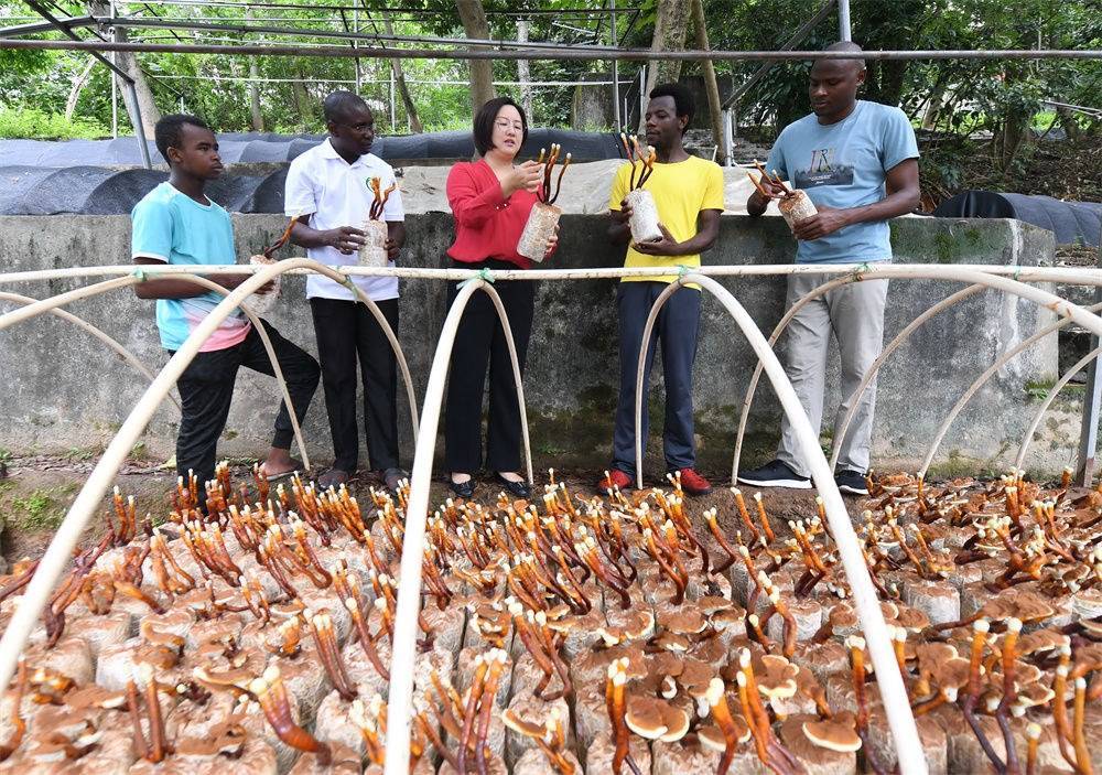 2021年8月12日，福建農(nóng)林大學(xué)國家菌草工程技術(shù)研究中心副主任林冬梅（中）為非洲留學(xué)生講解菌草鹿角靈芝的栽培情況。新華社記者 林善傳 攝