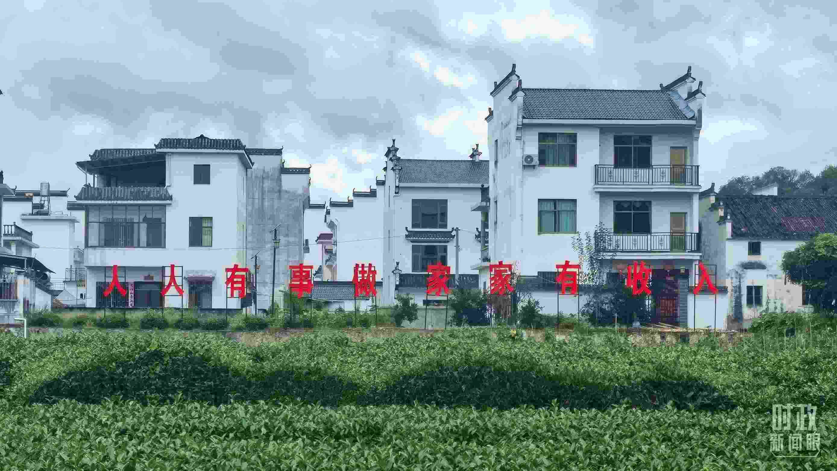 △石門村村民種植的茶葉。（總臺(tái)央視記者賈林拍攝）