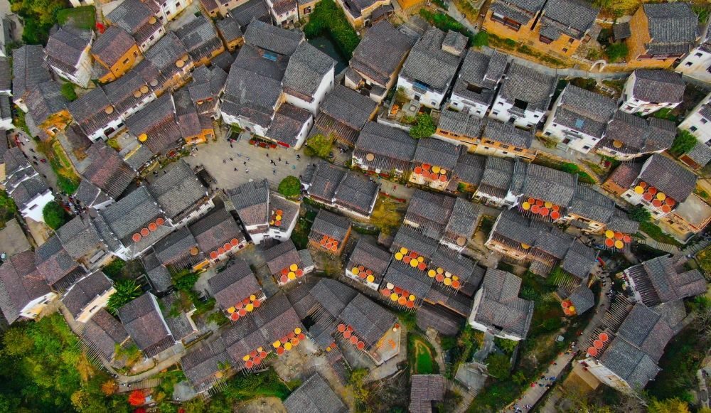 這是婺源縣江灣鎮(zhèn)篁嶺村的曬秋景象（2019年11月7日攝）。