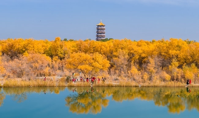 胡楊林金碧耀眼。蘭州局集團(tuán)公司融媒體中心供圖