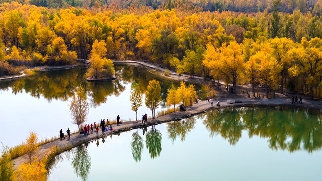 胡楊林金碧耀眼。蘭州局集團(tuán)公司融媒體中心供圖