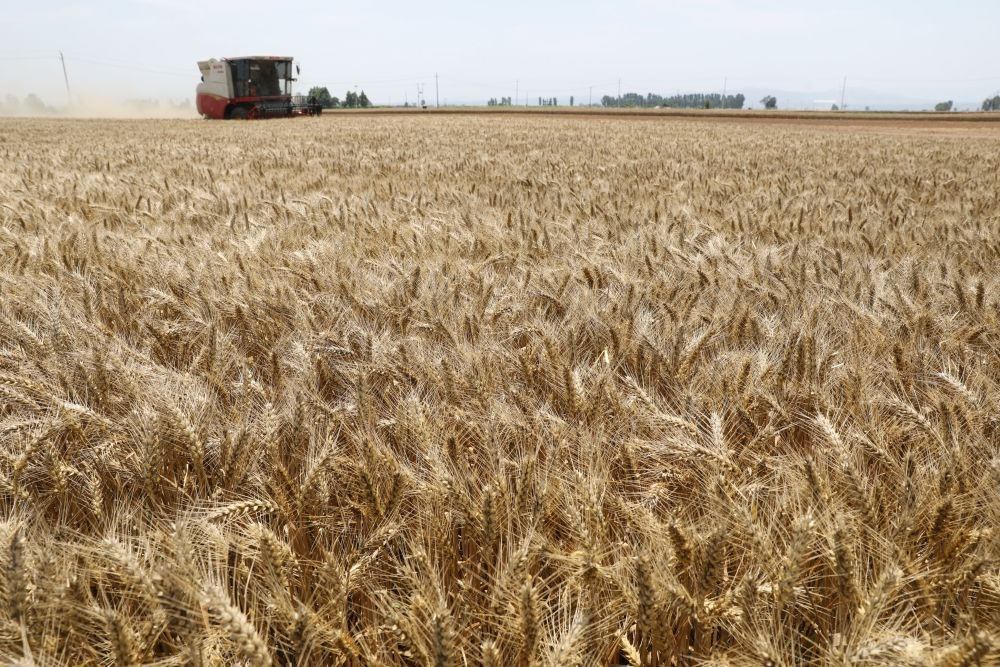  河南省焦作市溫縣黃河街道張王莊村村民駕駛收割機(jī)在田間收獲小麥（2023年6月6日攝）。新華社發(fā)（徐宏星 攝）