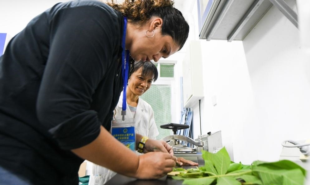 9月17日，來自哥倫比亞的研修班學(xué)員埃文·奧拉亞（左）在中國專家的指導(dǎo)下學(xué)習(xí)實(shí)操木薯組培快速繁育技術(shù)。