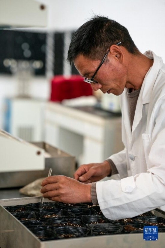 技術(shù)員田連通在實驗室播種太空種子（4月3日攝）。