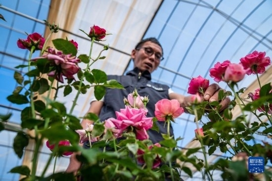 在云南省安寧市現(xiàn)代農(nóng)業(yè)園區(qū)玫瑰種植示范園，技術(shù)員田連通觀察玫瑰花（10月20日攝）。