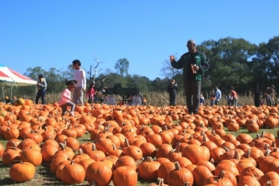  2020年10月31日，在美國(guó)新奧爾良市，人們?cè)谀瞎限r(nóng)場(chǎng)里玩耍。新華社發(fā)（魏蘭攝）