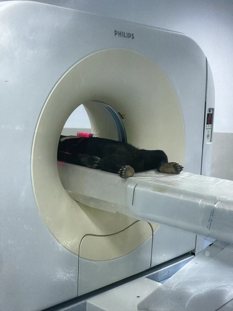 長(zhǎng)隆野生動(dòng)物世界的動(dòng)物醫(yī)院內(nèi)，馬來(lái)熊在做核磁共振檢查。人民網(wǎng)記者 李舫攝