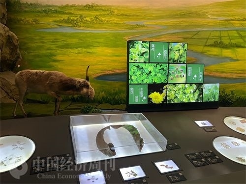  （中醫(yī)藥博物館展出的各類中藥材令人應(yīng)接不暇。中國經(jīng)濟(jì)周刊記者 郭志強(qiáng) 攝）