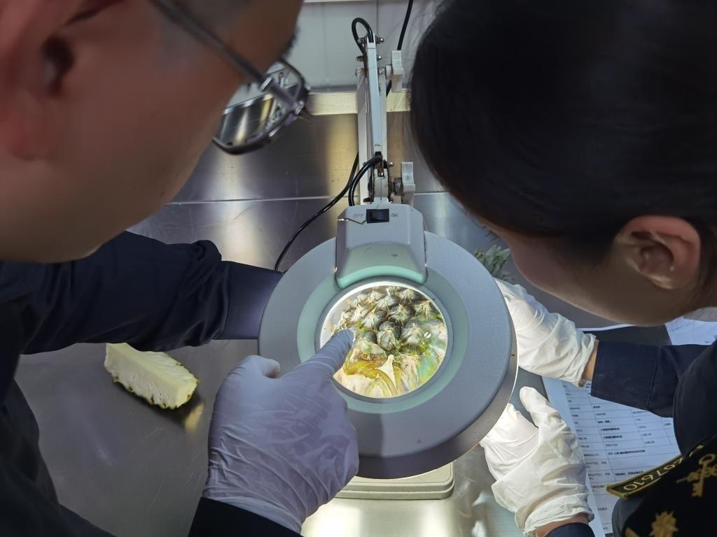 11月3日，上海海關(guān)關(guān)員對(duì)首批入境中國(guó)、參展第六屆進(jìn)博會(huì)的貝寧菠蘿進(jìn)行檢驗(yàn)檢疫。新華社記者 吳宇 攝