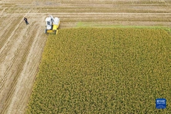 11月4日，在南通市通州區(qū)十總鎮(zhèn)育民村農場，一臺設置好參數(shù)的無人收割機在工作中（無人機照片）。