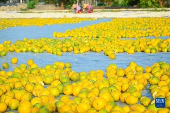 11月25日在廣東省江門市新會(huì)區(qū)拍攝的在空地上晾曬的新會(huì)柑皮。