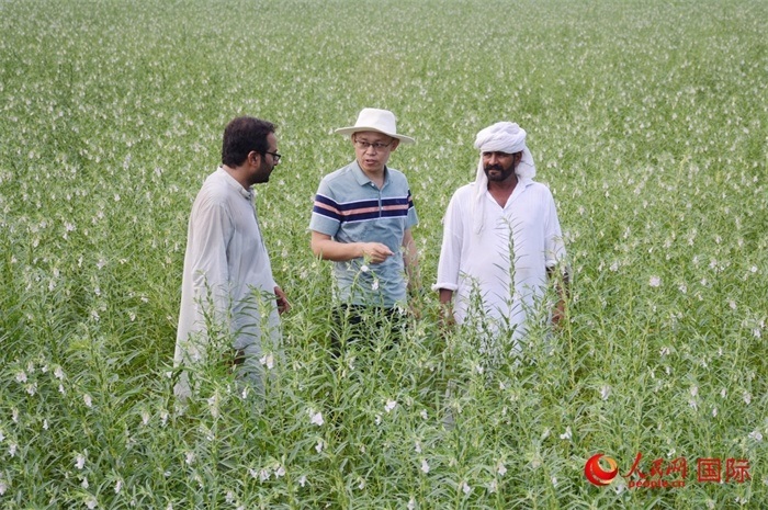 中巴經(jīng)濟(jì)走廊農(nóng)業(yè)合作中心負(fù)責(zé)人席建龍(中)與巴基斯坦當(dāng)?shù)剞r(nóng)戶在芝麻種植園交流作物生長(zhǎng)情況。人民網(wǎng)記者薩義德·邁赫迪攝