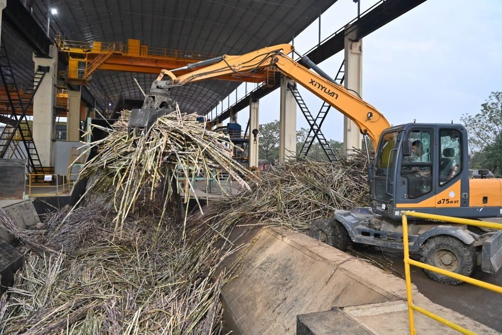 12月14日，在廣西來賓東糖鳳凰有限公司，員工操作機械將甘蔗投入傳送帶，準備送往壓榨車間。