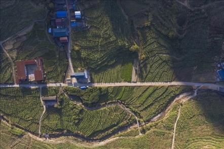 漠源鄉(xiāng)西柚基地。將樂縣農(nóng)業(yè)農(nóng)村局供圖