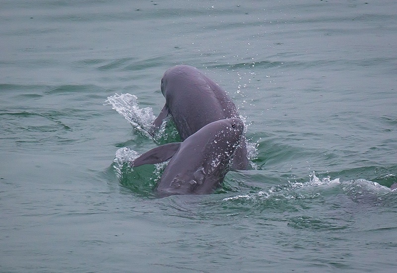 2021年5月10日，在湖北省宜昌市江邊，長(zhǎng)江江豚在水中嬉戲。