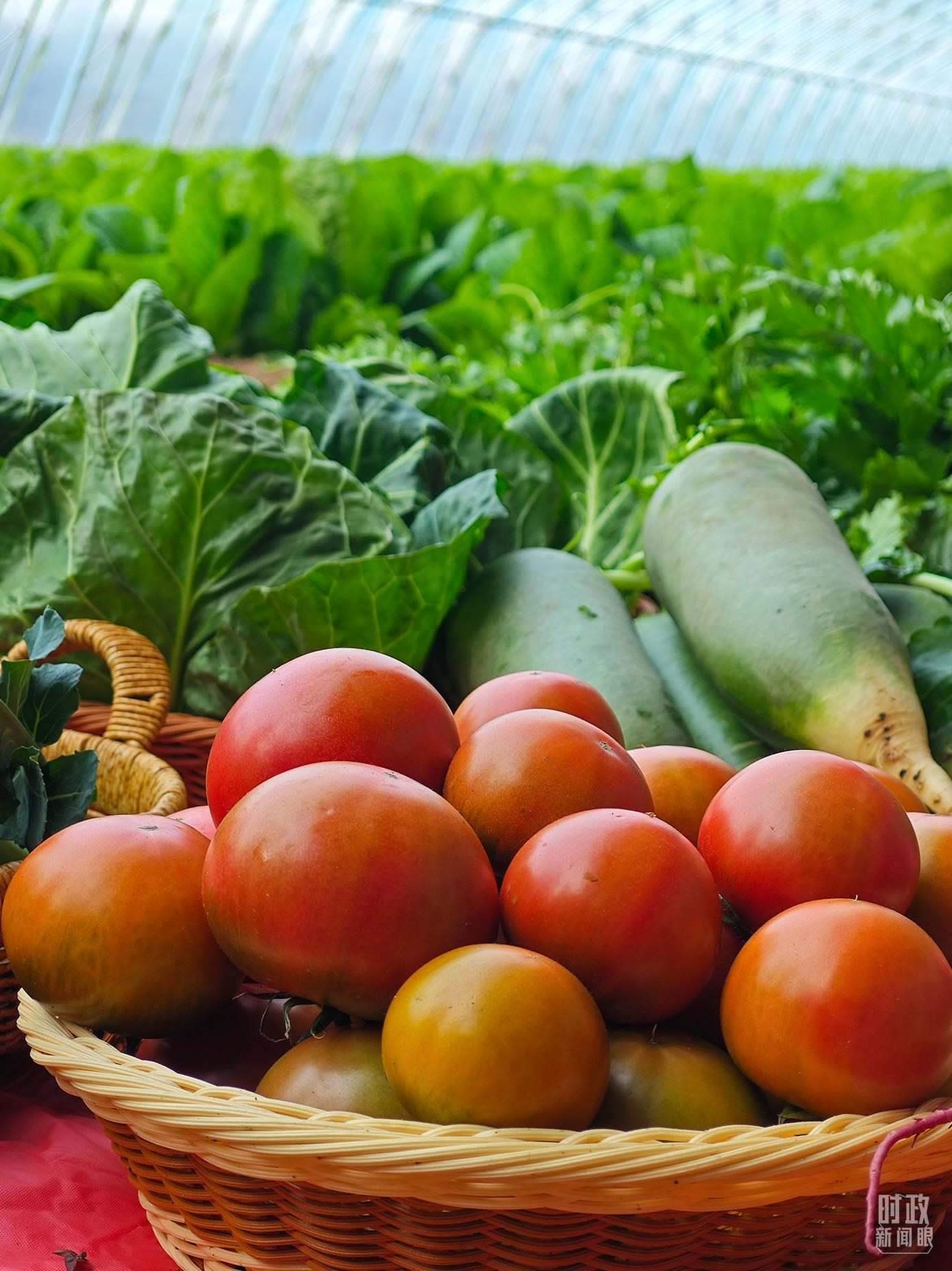 △第六埠村蔬菜大棚，蔬菜收獲頗豐。（總臺央視記者彭漢明拍攝）