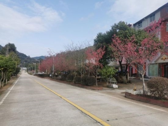 道路兩旁的山櫻花。將樂縣農(nóng)業(yè)農(nóng)村局供圖