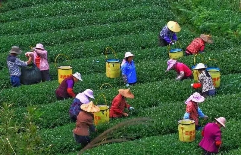 △軍營村茶農(nóng)在茶園采茶。