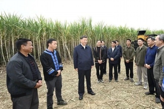 2023年12月14日，習(xí)近平總書(shū)記在廣西來(lái)賓市國(guó)家現(xiàn)代農(nóng)業(yè)產(chǎn)業(yè)園黃安優(yōu)質(zhì)“雙高”糖料蔗基地考察。