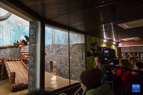 3月8日，人們在俄羅斯莫斯科動物園觀看大熊貓“喀秋莎”（左）和媽媽“丁丁”。新華社記者 曹陽 攝
