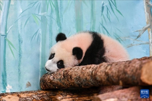 這是3月8日在俄羅斯莫斯科動物園拍攝的大熊貓“喀秋莎”。新華社記者 曹陽 攝