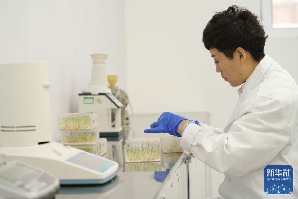 新華全媒+｜“大糧倉”黑龍江春耕備耕火熱進行