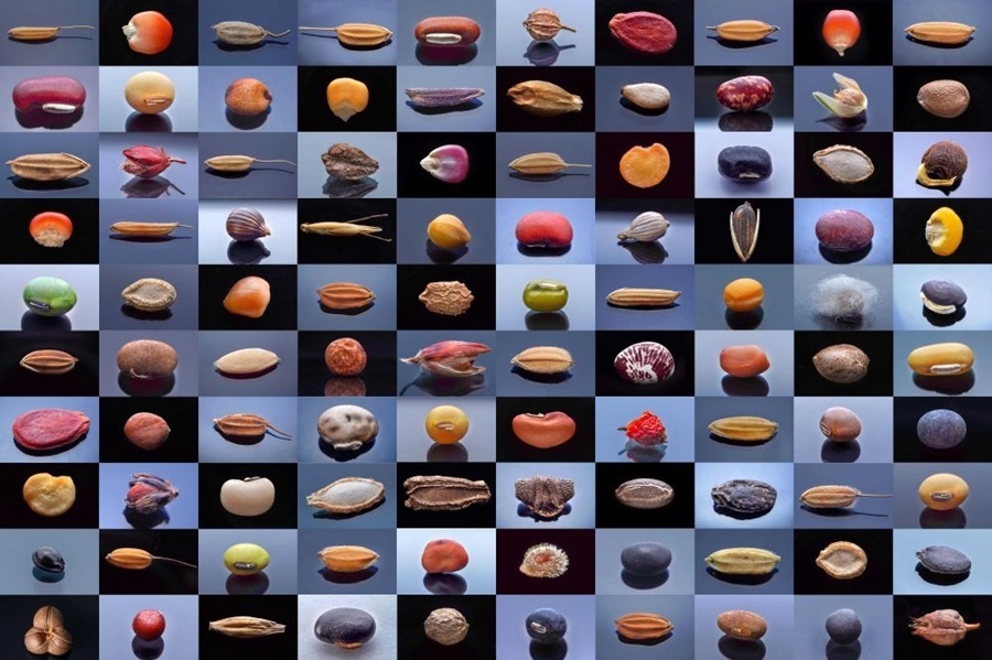 微距鏡頭下，湖南省農(nóng)作物種質(zhì)資源庫(kù)的種子千姿百態(tài)（100個(gè)種子拼版照片）。