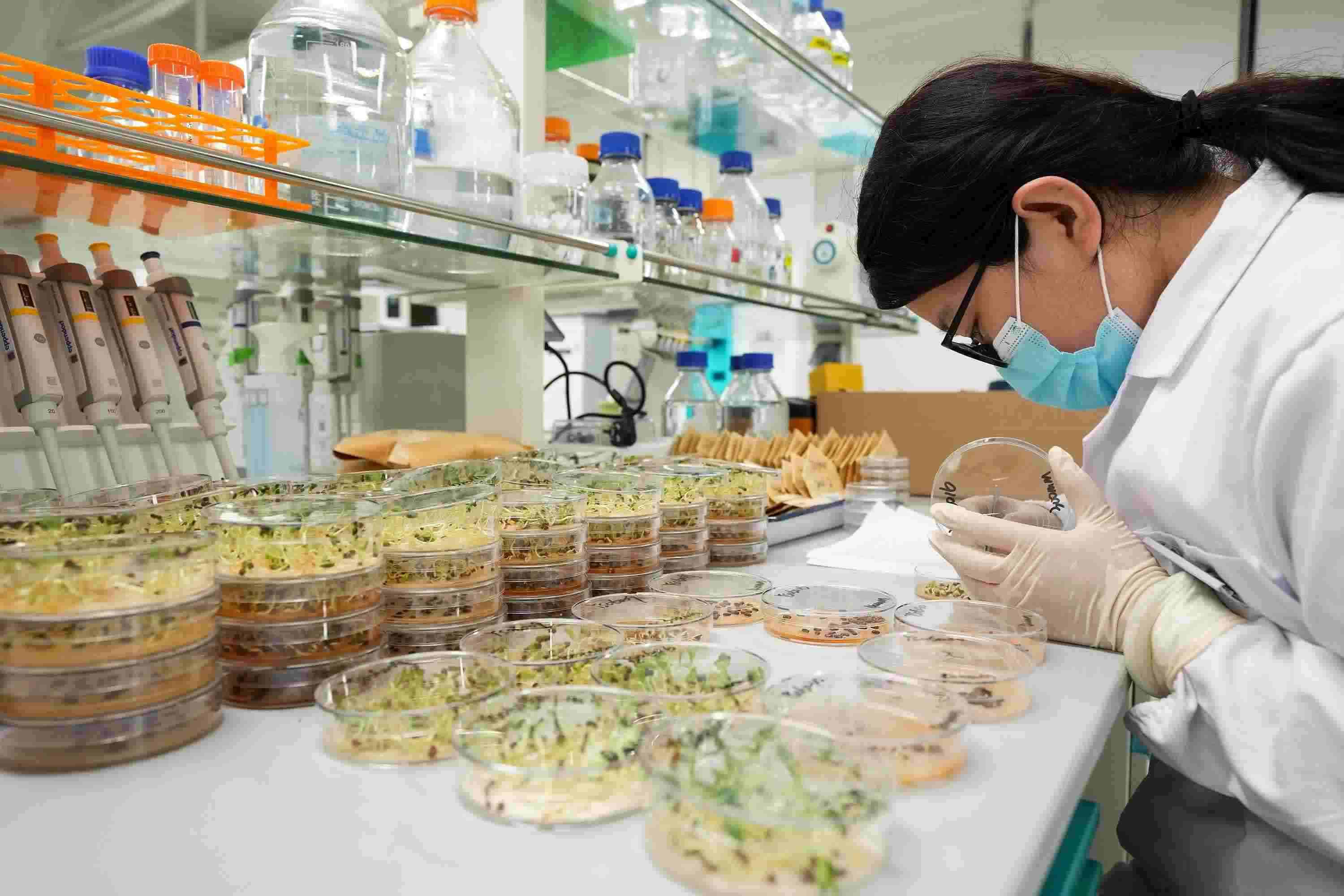 △ 海南三亞崖州灣科技城的崖州灣種子實(shí)驗(yàn)室，科研人員正在觀察種子樣本。