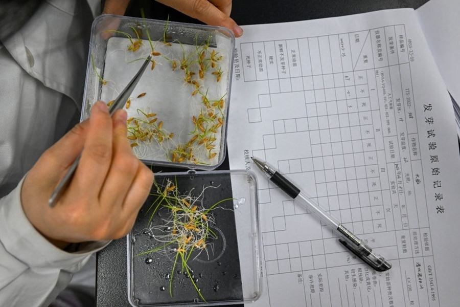 2022年3月23日，在湖南省農(nóng)作物種質(zhì)資源庫(kù)實(shí)驗(yàn)室，檢測(cè)員對(duì)保存的水稻種子進(jìn)行發(fā)芽試驗(yàn)檢測(cè)。