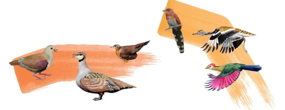 鴿鴇類。浙江大學(xué)供圖