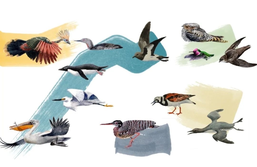 元素鳥類。浙江大學(xué)供圖