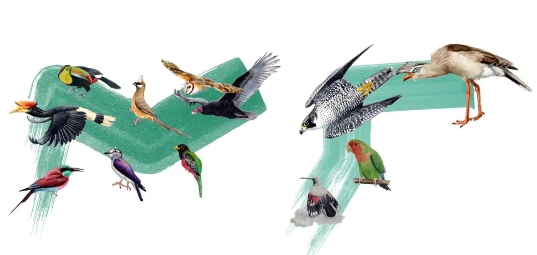 陸鳥類。浙江大學(xué)供圖