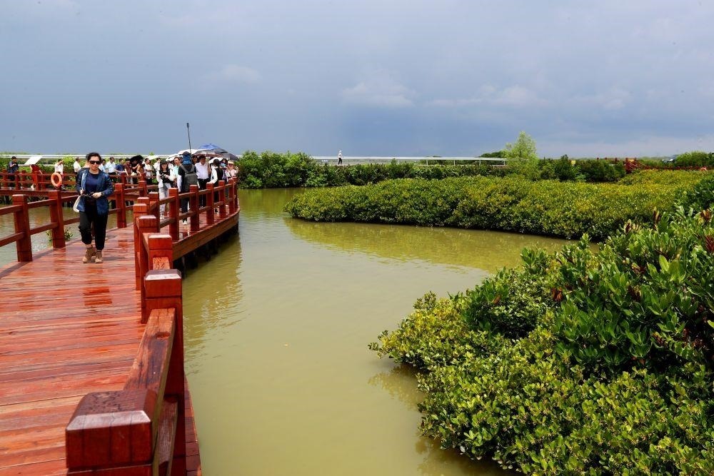 △2023年6月13日，人們在廣東湛江市麻章區(qū)金牛島觀賞紅樹林。