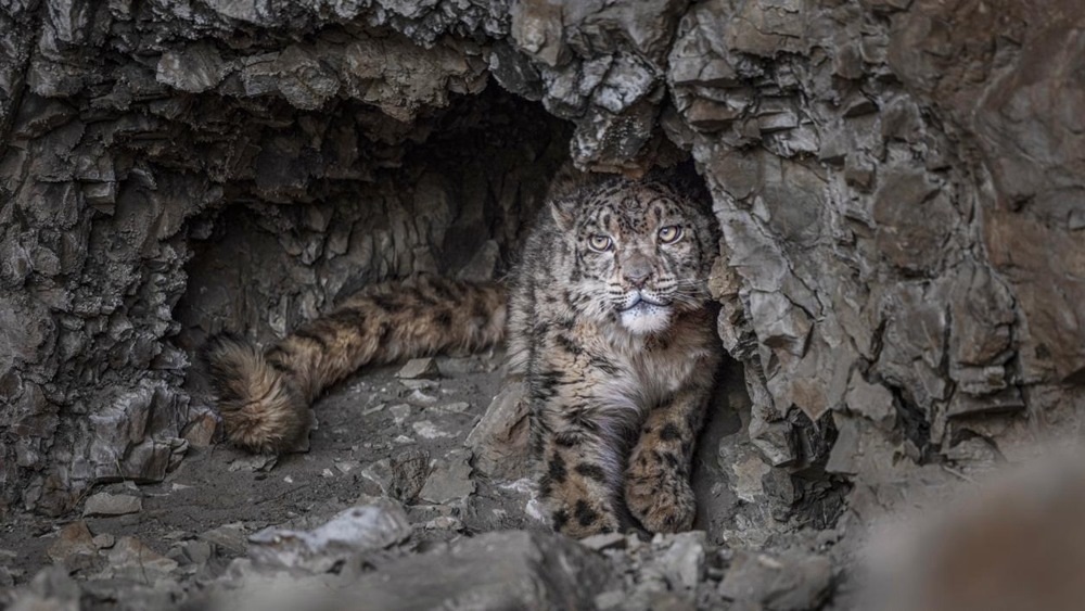 “高原精靈”雪豹。尼瑪多吉攝