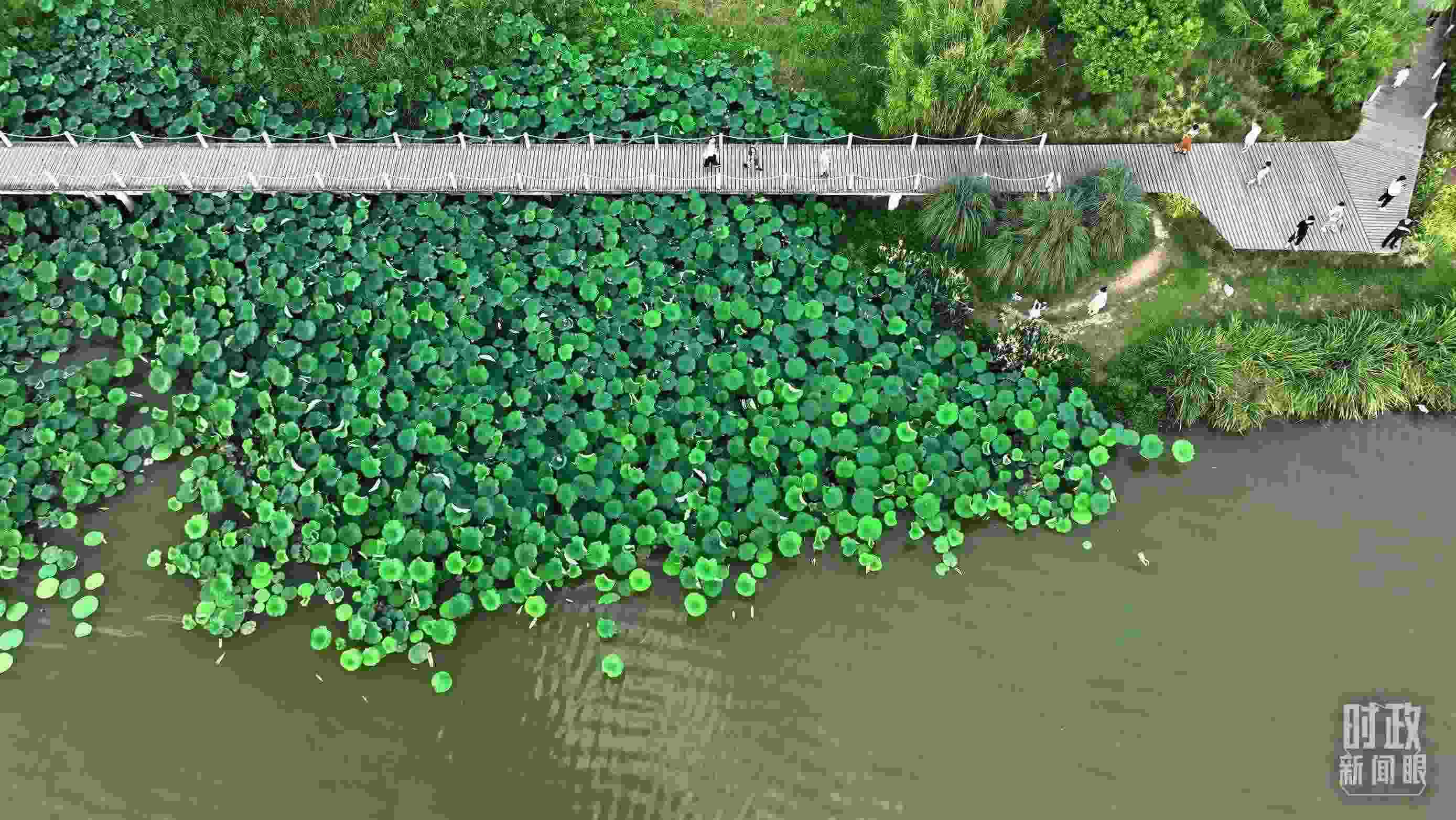 △陜西漢中天漢濕地公園內(nèi)，游人穿行，荷影婆娑。（總臺記者劉海濤拍攝）