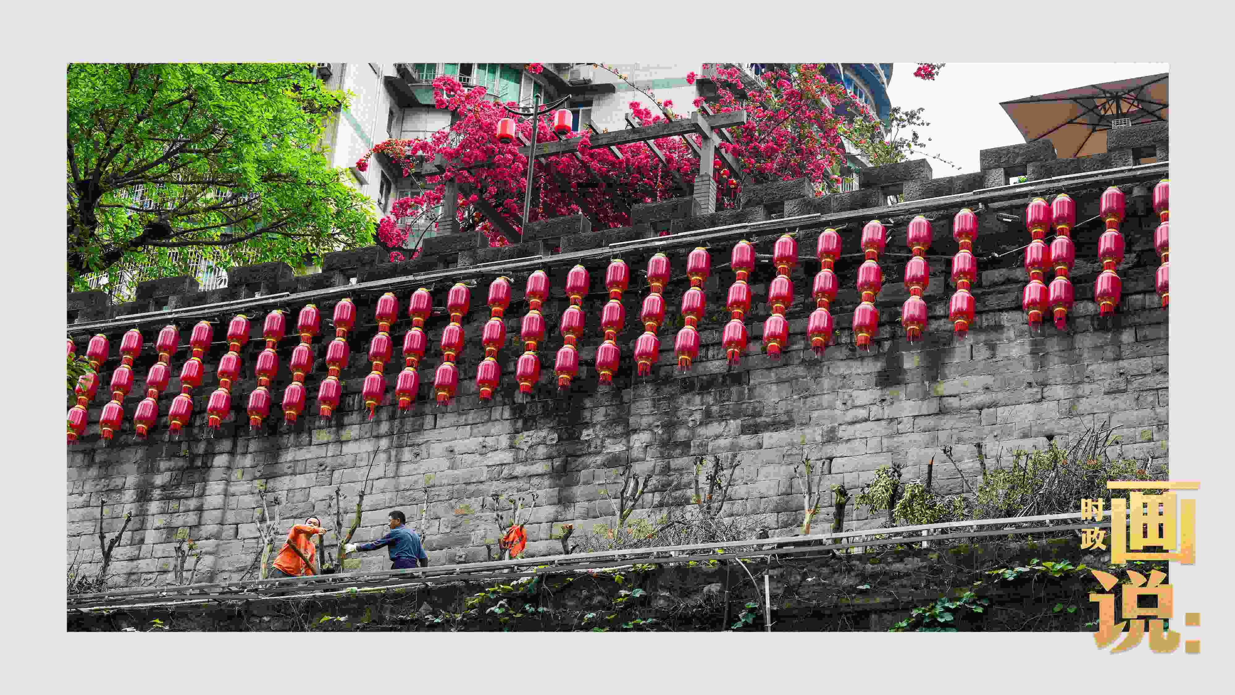 △盛放的三角梅下，園林工人修剪著古老通遠(yuǎn)門城墻上的一抹新綠。