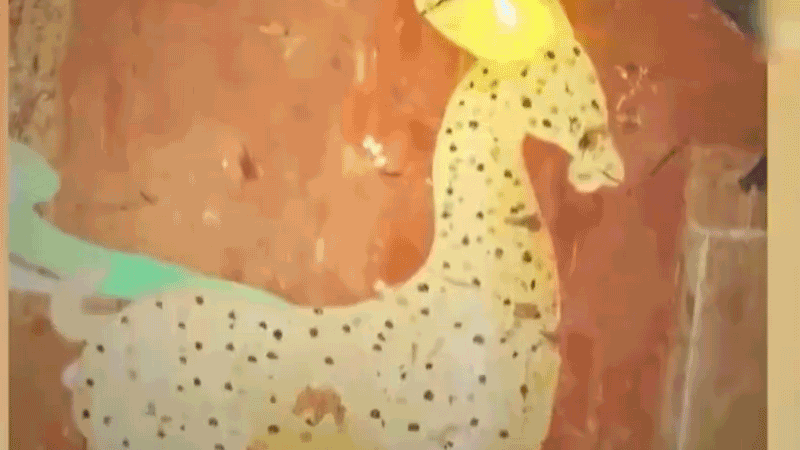 在全新技術(shù)支持下，敦煌莫高窟實(shí)現(xiàn)了窟內(nèi)文物窟外看的新體驗(yàn)。