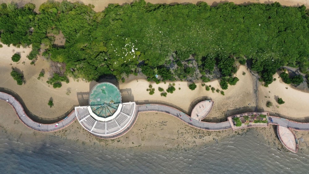 俯瞰廣東湛江市區(qū)海邊的紅樹林（2023年5月25日攝，無人機照片）。