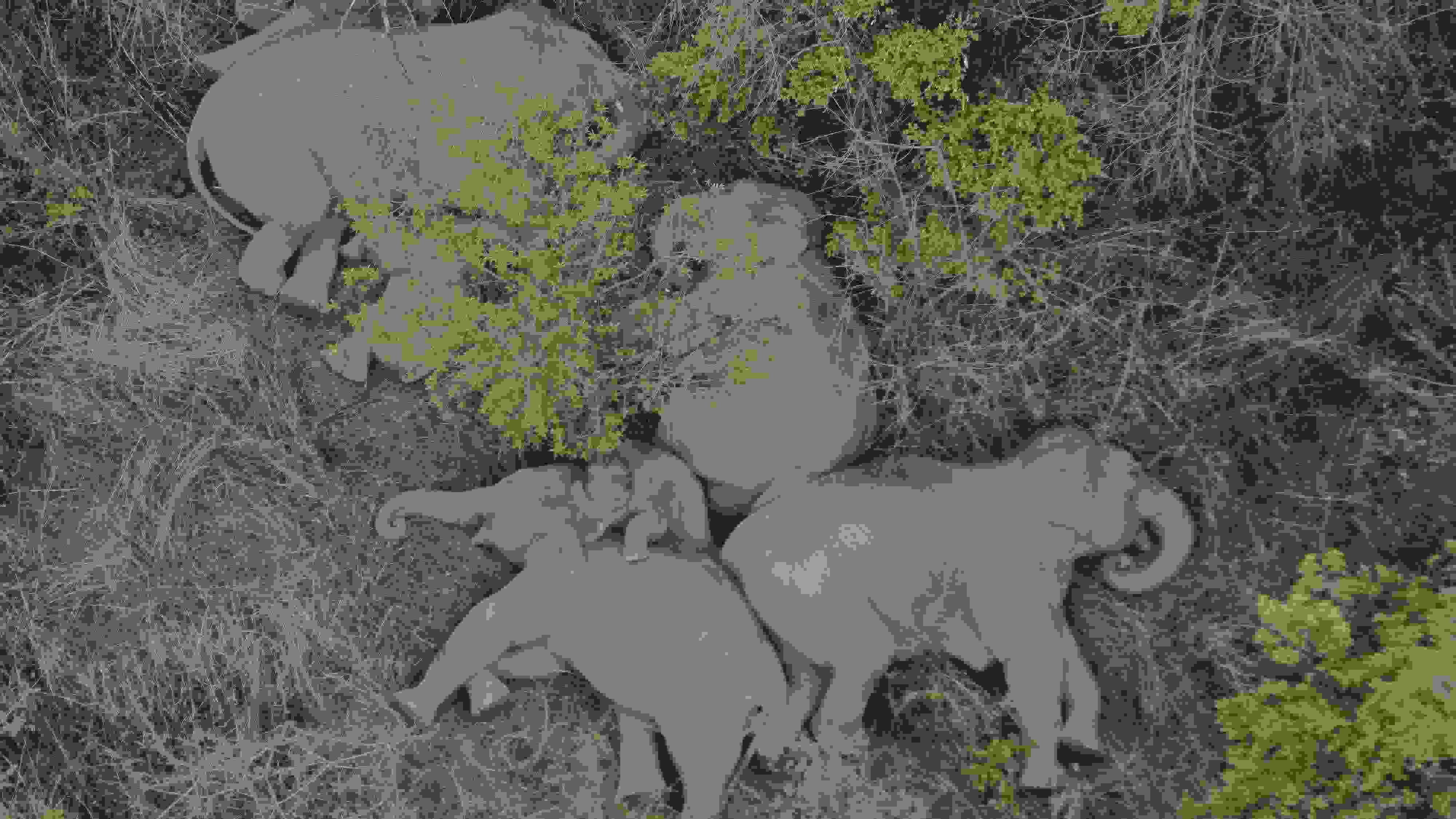 2021年6月7日，航拍顯示亞洲象群在云南省昆明市晉寧區(qū)夕陽(yáng)鄉(xiāng)山林地里睡覺(jué)休息。